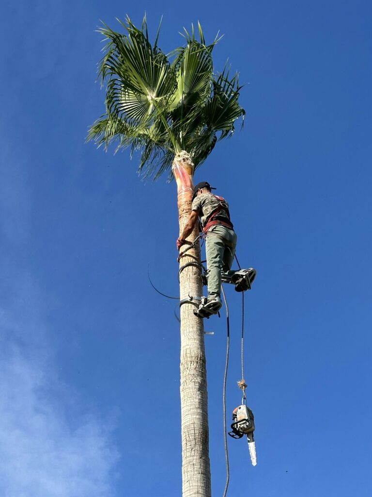 Jardinero subiendo a una palmera alta con cuerdas