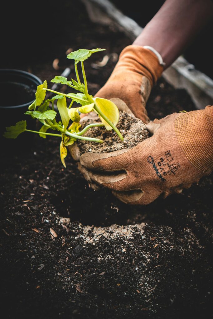Manos con guantes plantando una planta nueva