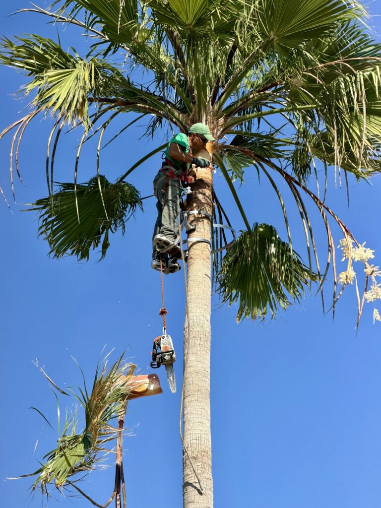 Poda de una palmera desde la copa, con arnés y cuerdas